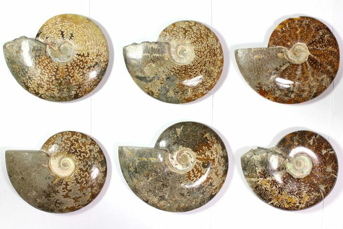 Lot: - Polished Whole Ammonite Fossils - Pieces #116654